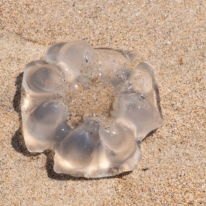 Scyphozoa (class) at Lake Illawarra, NSW - 21 Feb 2023