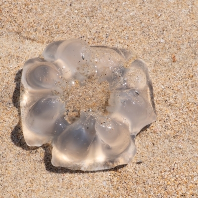 Scyphozoa (class) (Unidentified Jellyfish) at Lake Illawarra, NSW - 21 Feb 2023 by Aussiegall