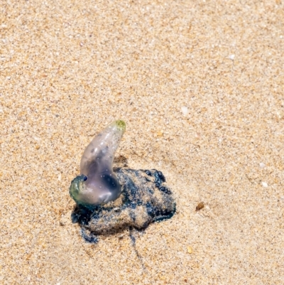 Physalia physalis (Bluebottle) at Lake Illawarra, NSW - 21 Feb 2023 by Aussiegall