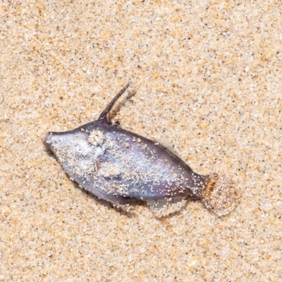 Unverified Fish at Lake Illawarra, NSW - 21 Feb 2023 by Aussiegall