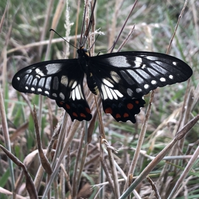 Papilio anactus (Dainty Swallowtail) at Budjan Galindji (Franklin Grassland) Reserve - 22 Feb 2023 by Whirlwind