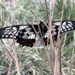 Papilio anactus at Franklin, ACT - 22 Feb 2023