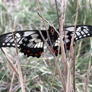 Papilio anactus at Franklin, ACT - 22 Feb 2023 11:05 AM