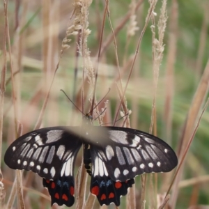 Papilio anactus at Franklin, ACT - 22 Feb 2023 11:05 AM