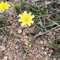 Leontodon saxatilis (Lesser Hawkbit, Hairy Hawkbit) at Tidbinbilla Nature Reserve - 22 Feb 2023 by Boronia