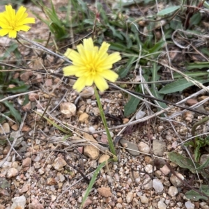 Leontodon saxatilis at Paddys River, ACT - 22 Feb 2023 11:48 AM