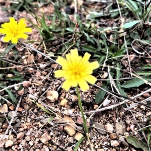 Leontodon saxatilis at Paddys River, ACT - 22 Feb 2023 11:48 AM