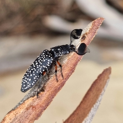 Rhipicera (Agathorhipis) femorata (Feather-horned beetle) at Mitchell, ACT - 22 Feb 2023 by Helend