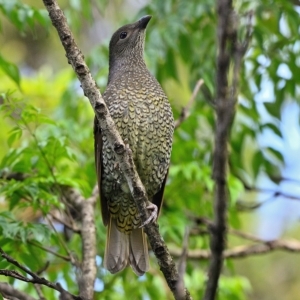 Ptilonorhynchus violaceus at Tahmoor, NSW - 1 Jan 2023