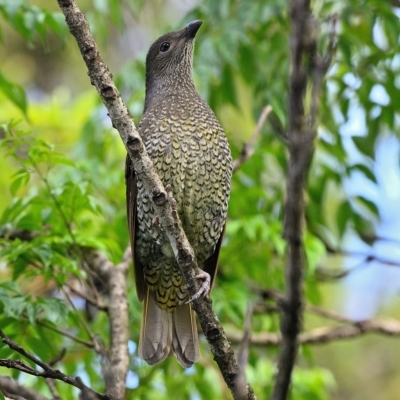 Ptilonorhynchus violaceus (Satin Bowerbird) at Wollondilly Local Government Area - 1 Jan 2023 by Freebird