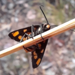 Amata (genus) (Handmaiden Moth) at Black Mountain - 22 Feb 2023 by Jimmyjamjimbles