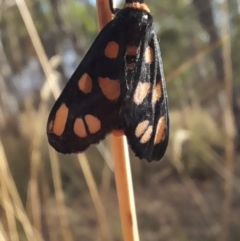 Amata (genus) at Undefined Area - 22 Feb 2023 06:20 PM