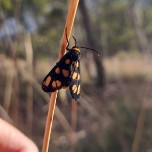 Amata (genus) at Undefined Area - 22 Feb 2023 06:20 PM