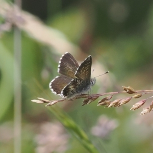 Neolucia agricola at Cotter River, ACT - 17 Feb 2023