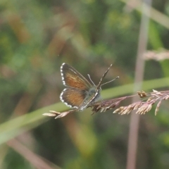 Neolucia agricola at Cotter River, ACT - 17 Feb 2023