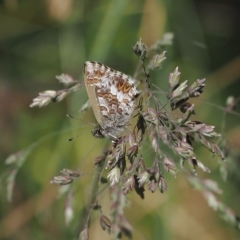 Neolucia agricola (Fringed Heath-blue) at Namadgi National Park - 17 Feb 2023 by RAllen