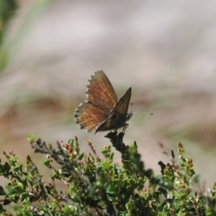 Neolucia agricola at Cotter River, ACT - 17 Feb 2023 02:40 PM