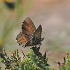 Neolucia agricola at Cotter River, ACT - 17 Feb 2023