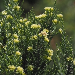 Ozothamnus cupressoides at Cotter River, ACT - 17 Feb 2023