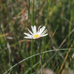 Celmisia sp. (Snow Daisy) at Cotter River, ACT - 17 Feb 2023 by RAllen