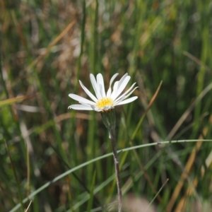 Celmisia sp. at Cotter River, ACT - 17 Feb 2023