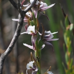 Prasophyllum alpestre (Mauve leek orchid) at Cotter River, ACT - 17 Feb 2023 by RAllen