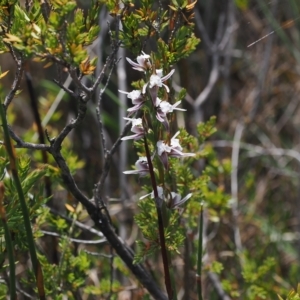Prasophyllum alpestre at Cotter River, ACT - 17 Feb 2023