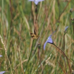 Atkinsia dominula (Two-brand grass-skipper) at Cotter River, ACT - 17 Feb 2023 by RAllen