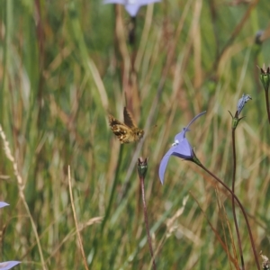 Atkinsia dominula at Cotter River, ACT - suppressed