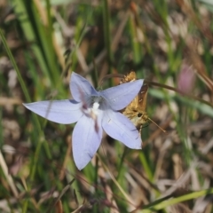 Atkinsia dominula at Cotter River, ACT - suppressed