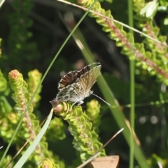 Neolucia hobartensis (Montane Heath-blue) at Cotter River, ACT - 17 Feb 2023 by RAllen