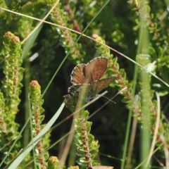 Neolucia hobartensis at Cotter River, ACT - 17 Feb 2023 03:30 PM