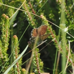 Neolucia hobartensis at Cotter River, ACT - 17 Feb 2023