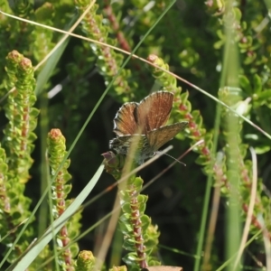 Neolucia hobartensis at Cotter River, ACT - 17 Feb 2023