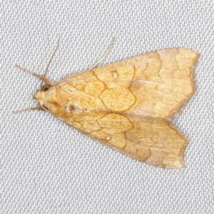 Anomis (genus) at O'Connor, ACT - 21 Jan 2023