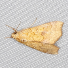 Anomis (genus) at O'Connor, ACT - 21 Jan 2023 11:27 PM