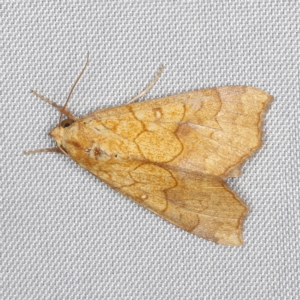 Anomis (genus) at O'Connor, ACT - 21 Jan 2023 11:27 PM