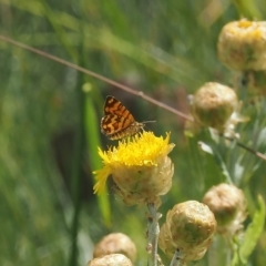 Chrysolarentia chrysocyma (Small Radiating Carpet) at Cotter River, ACT - 17 Feb 2023 by RAllen