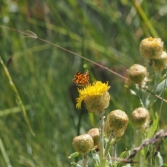 Chrysolarentia chrysocyma at Cotter River, ACT - 17 Feb 2023