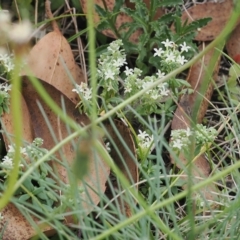 Poranthera microphylla (Small Poranthera) at Cotter River, ACT - 17 Feb 2023 by RAllen