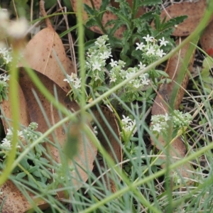 Poranthera microphylla at Cotter River, ACT - 17 Feb 2023