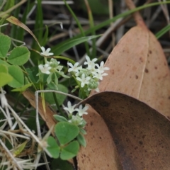 Poranthera microphylla at Cotter River, ACT - 17 Feb 2023