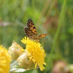 Oreixenica orichora (Spotted Alpine Xenica) at Cotter River, ACT - 17 Feb 2023 by RAllen