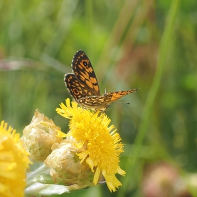 Oreixenica orichora (Spotted Alpine Xenica) at Bimberi Nature Reserve - 17 Feb 2023 by RAllen