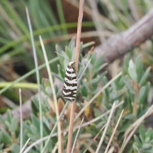 Technitis amoenana at Cotter River, ACT - 17 Feb 2023 05:02 PM