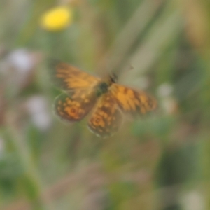 Oreixenica orichora at Cotter River, ACT - 17 Feb 2023