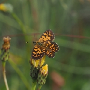 Oreixenica orichora at Cotter River, ACT - 17 Feb 2023