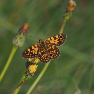 Oreixenica orichora at Cotter River, ACT - 17 Feb 2023