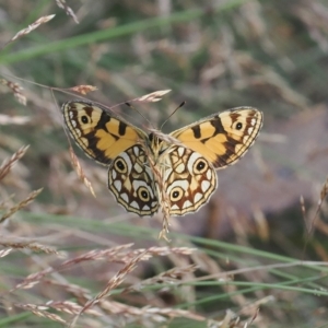 Oreixenica lathoniella at Cotter River, ACT - 17 Feb 2023