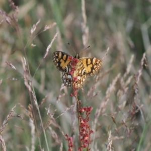 Oreixenica lathoniella at Cotter River, ACT - 17 Feb 2023